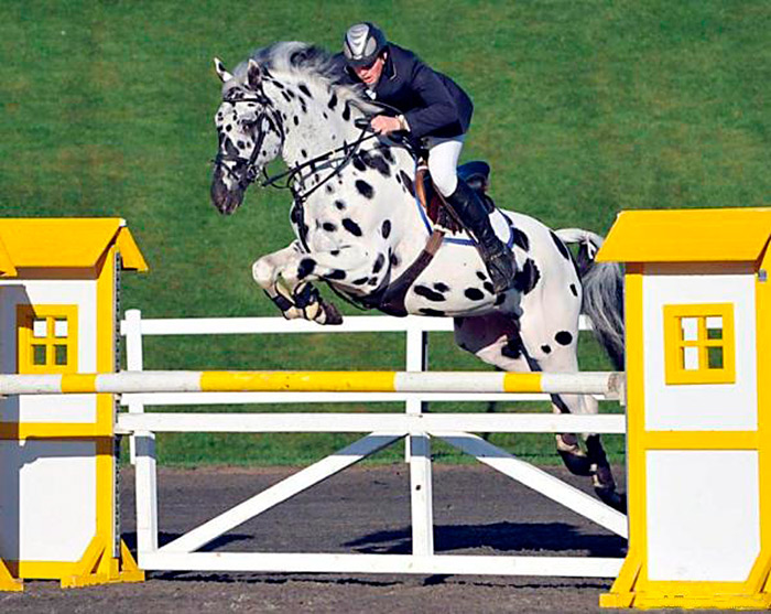 Palousa San Sebastion Champion British sports horse.