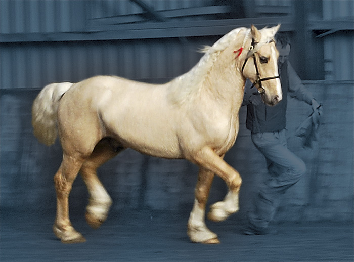 Palomino Welsh cob stallion at stud - Aberaeron Aragorn Aur.