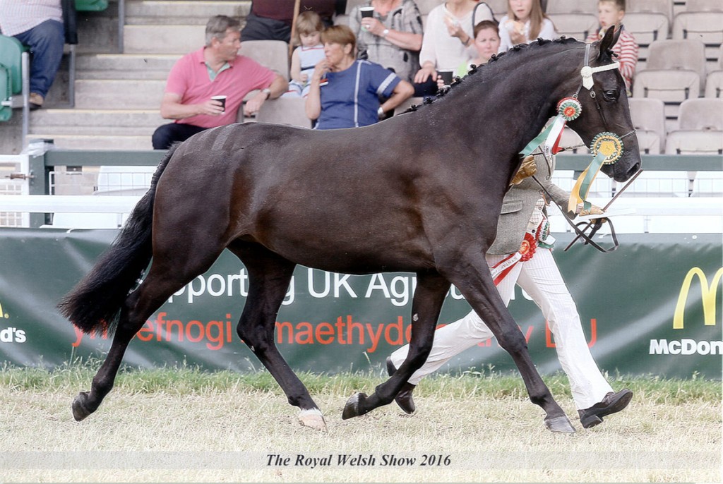 Aberaeron Santillana Valentina (Zara) at the Royal Welsh 2016. Welsh Part-Bred 2/3 y.o., placed 1st - Youngstock Champion, Chapion Female, Reserve Supreme - WPCS Gold Medal winner, home-bred home-produced.