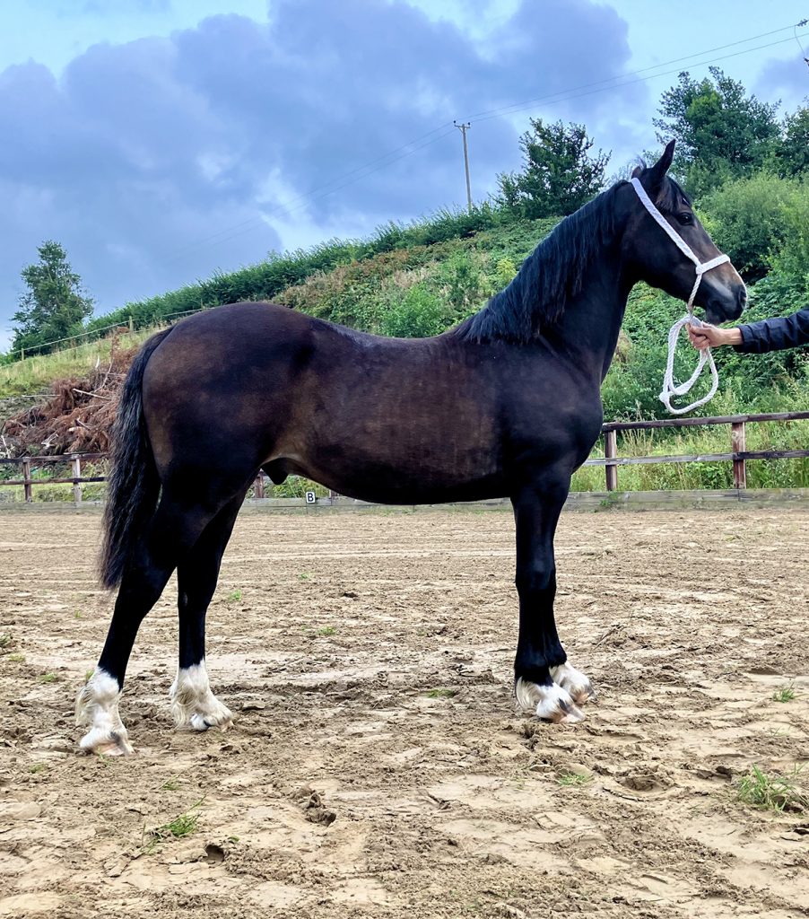 Aberearon Abraham, Welsh cob Section D gelding yearling 2023 (Aberaeron Alys X Cwmmeudwy Step-on)