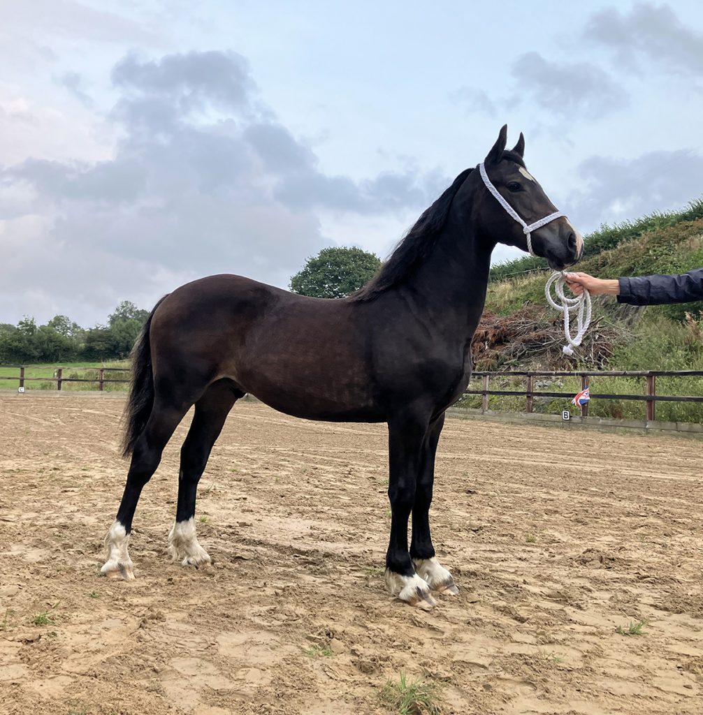 Aberearon Abraham, Welsh cob Section D gelding yearling 2023 (Aberaeron Alys X Cwmmeudwy Step-on)