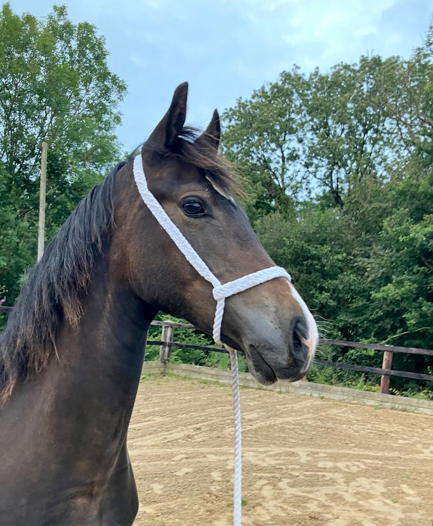 Aberearon Abraham, Welsh cob Section D gelding yearling 2023 (Aberaeron Alys X Cwmmeudwy Step-on)