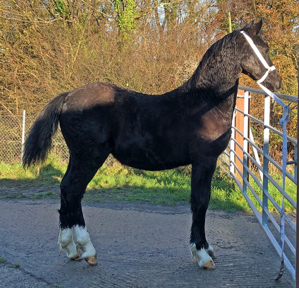 Aberaeron Glyndwr, Welsh Cob Section D gelding